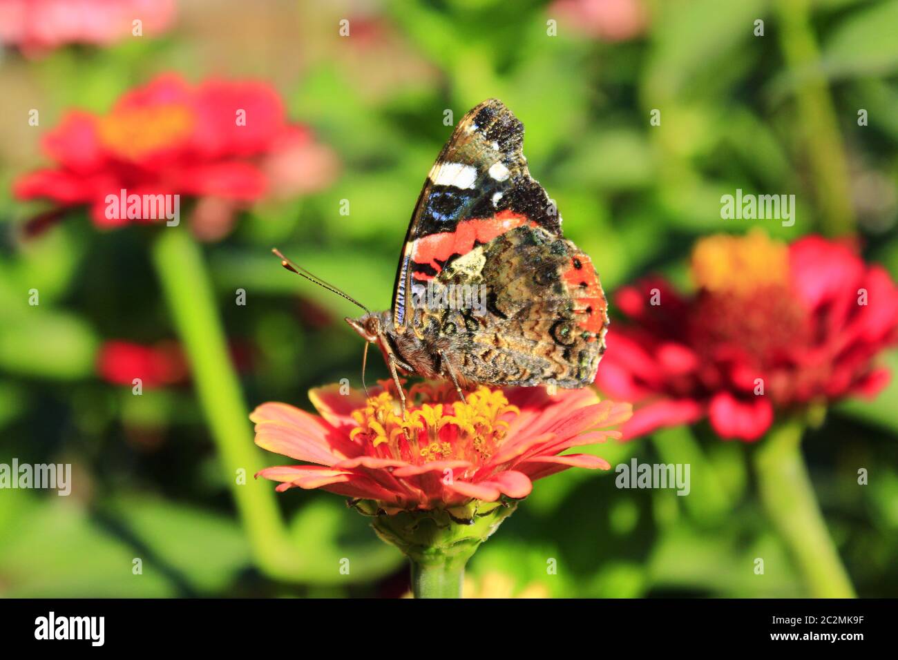 De Vanessa atalanta papillon macro la collecte de nectar sur le zinnia. Papillon de macro Banque D'Images