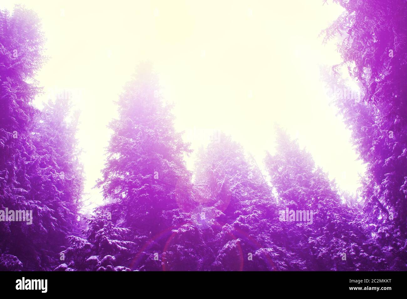 Les arbres à fourrure dans la forêt en couleurs violettes. Forêt de sapin dans la lumière ultraviolette. Poutres de lumière en épicéa Banque D'Images