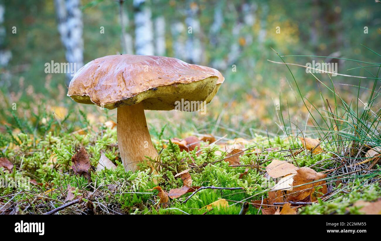 Un champignon porcini (Boletus edulis) dans l'automne dans la forêt Banque D'Images