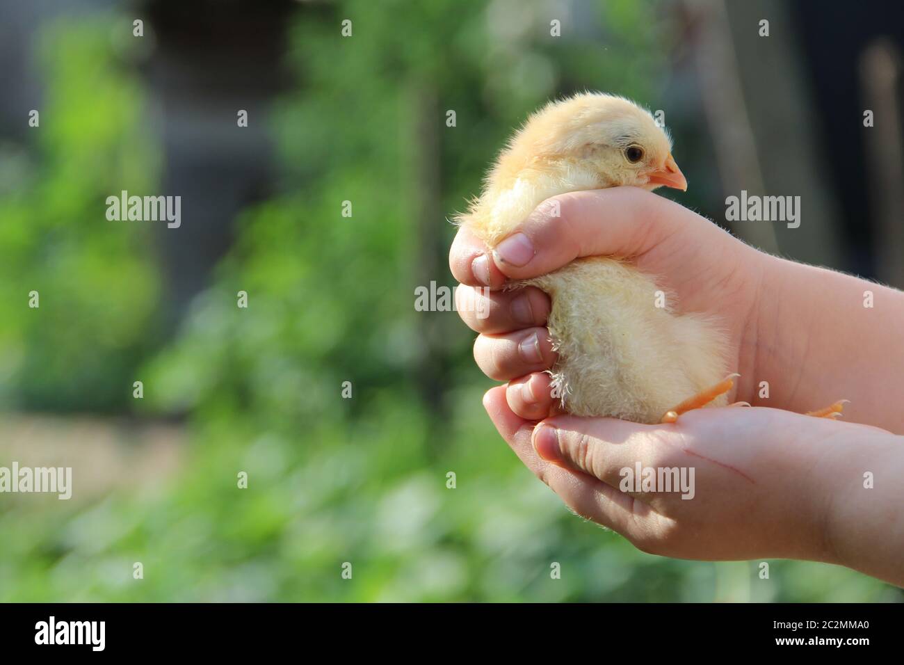 Poulet jaune dans les mains des enfants. Nouvelle vie. Petit oiseau. Petit poulet sur la ferme de volaille. Poussin de bébé Banque D'Images