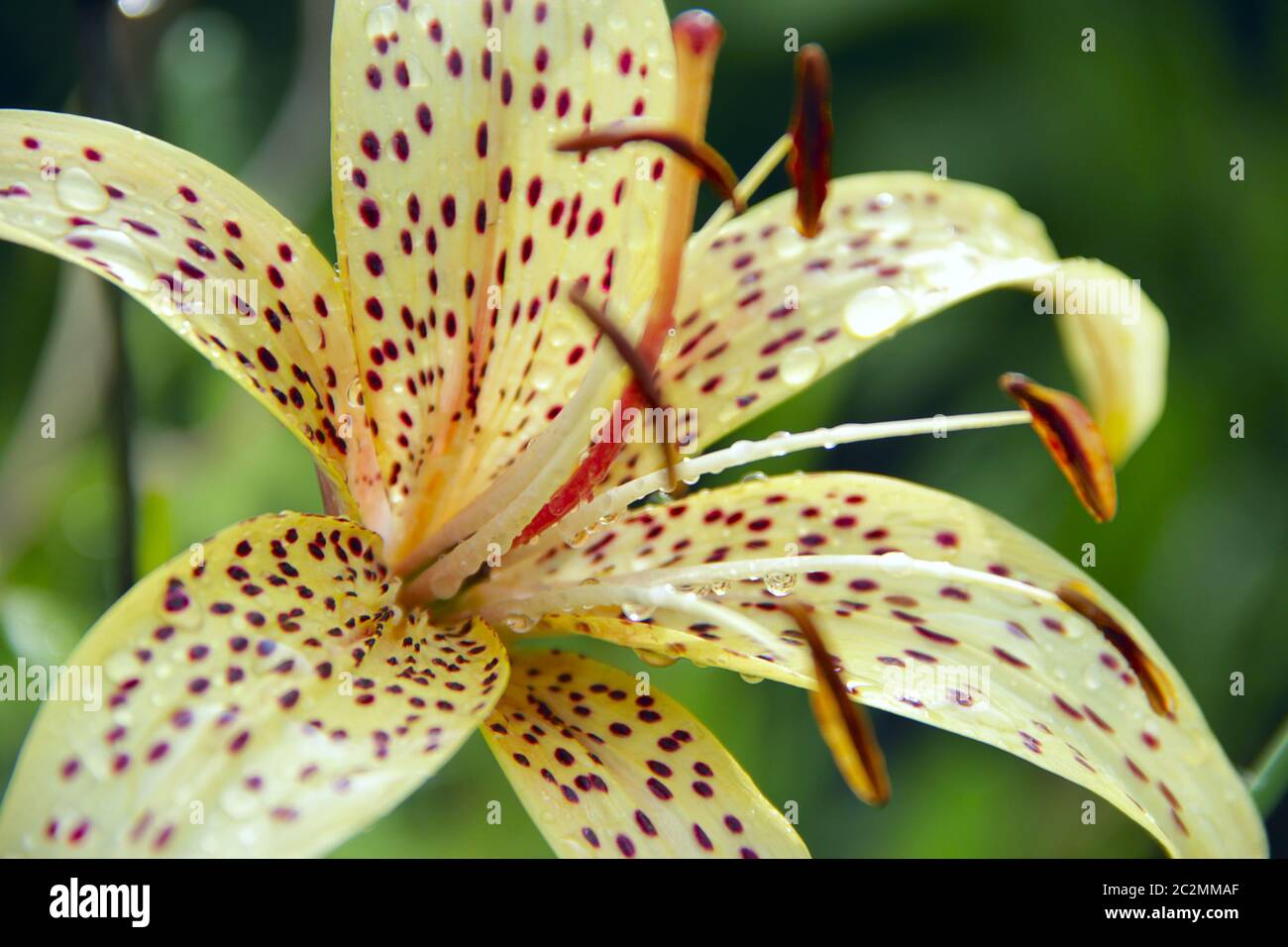 . Magnifique nénuphar jaune. Fleurs jaunes de nénuphars en pleine croissance dans le jardin. Banque D'Images