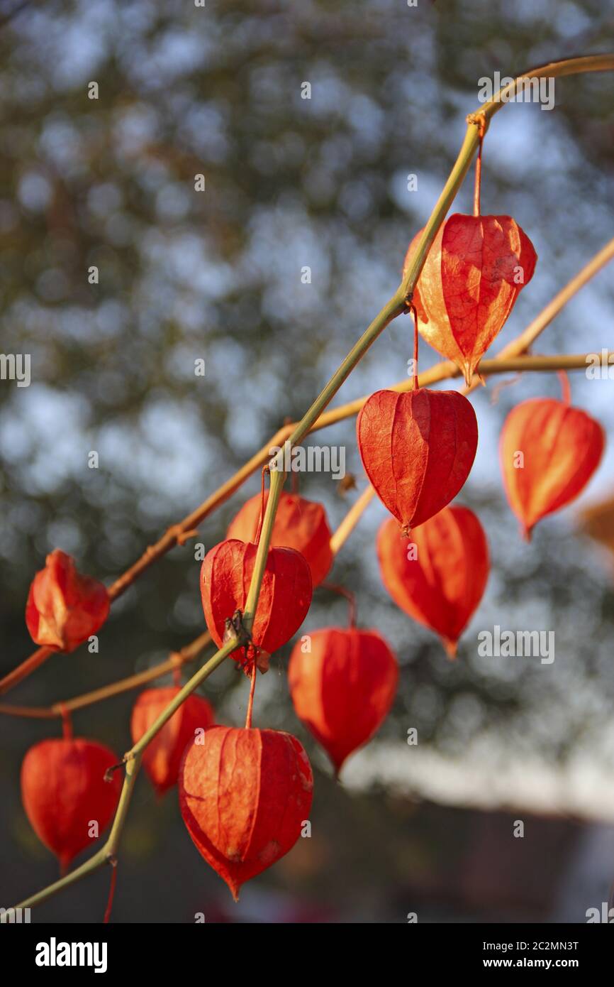 Fruits rouges de Physalis. Plante décorative en automne. Séchez les cerises de terre avec les fruits rouges Banque D'Images