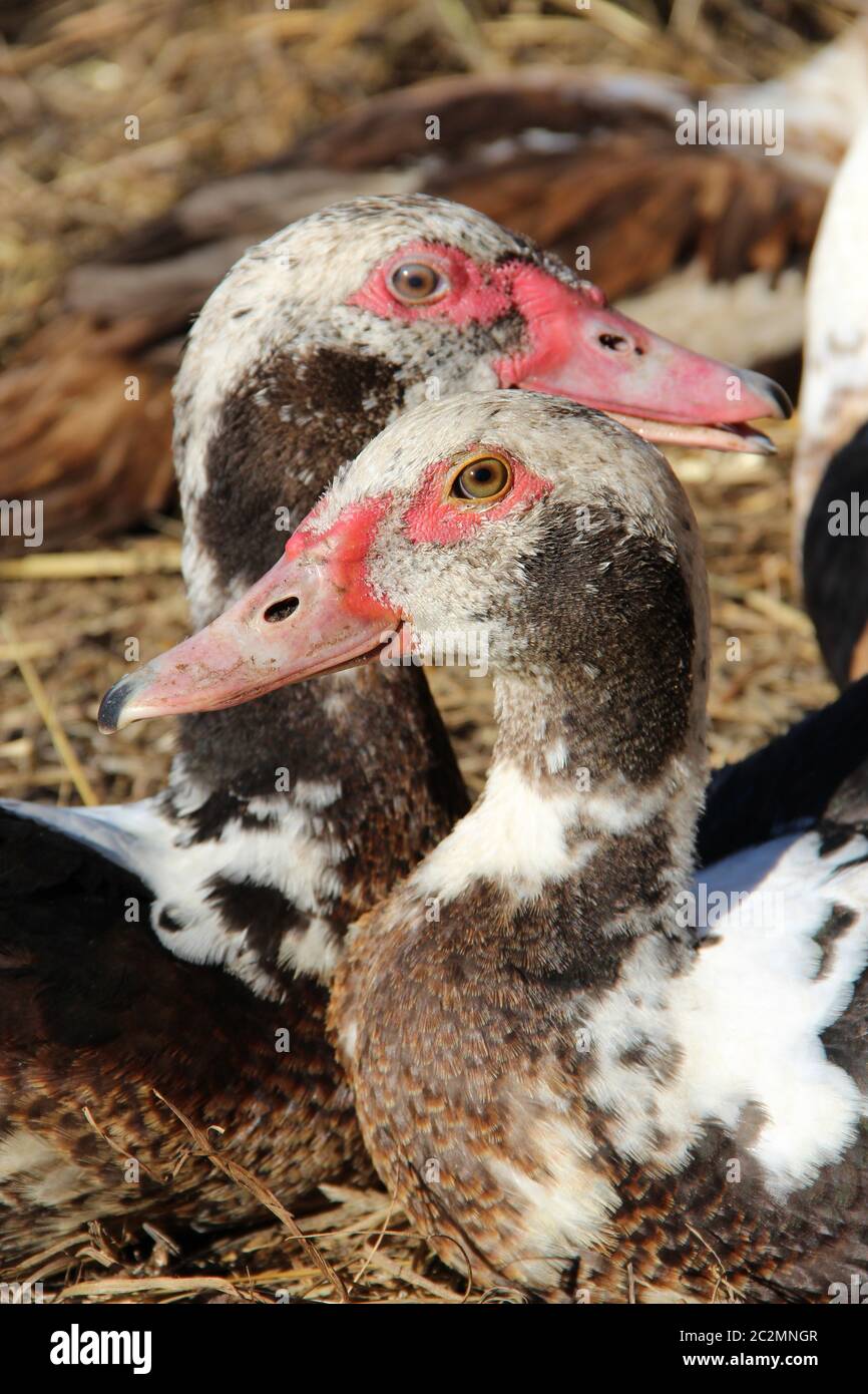 Canard à Bec Rouge En 7 Lettres Oiseaux bien aimés Banque de photographies et d'images à haute résolution -  Alamy