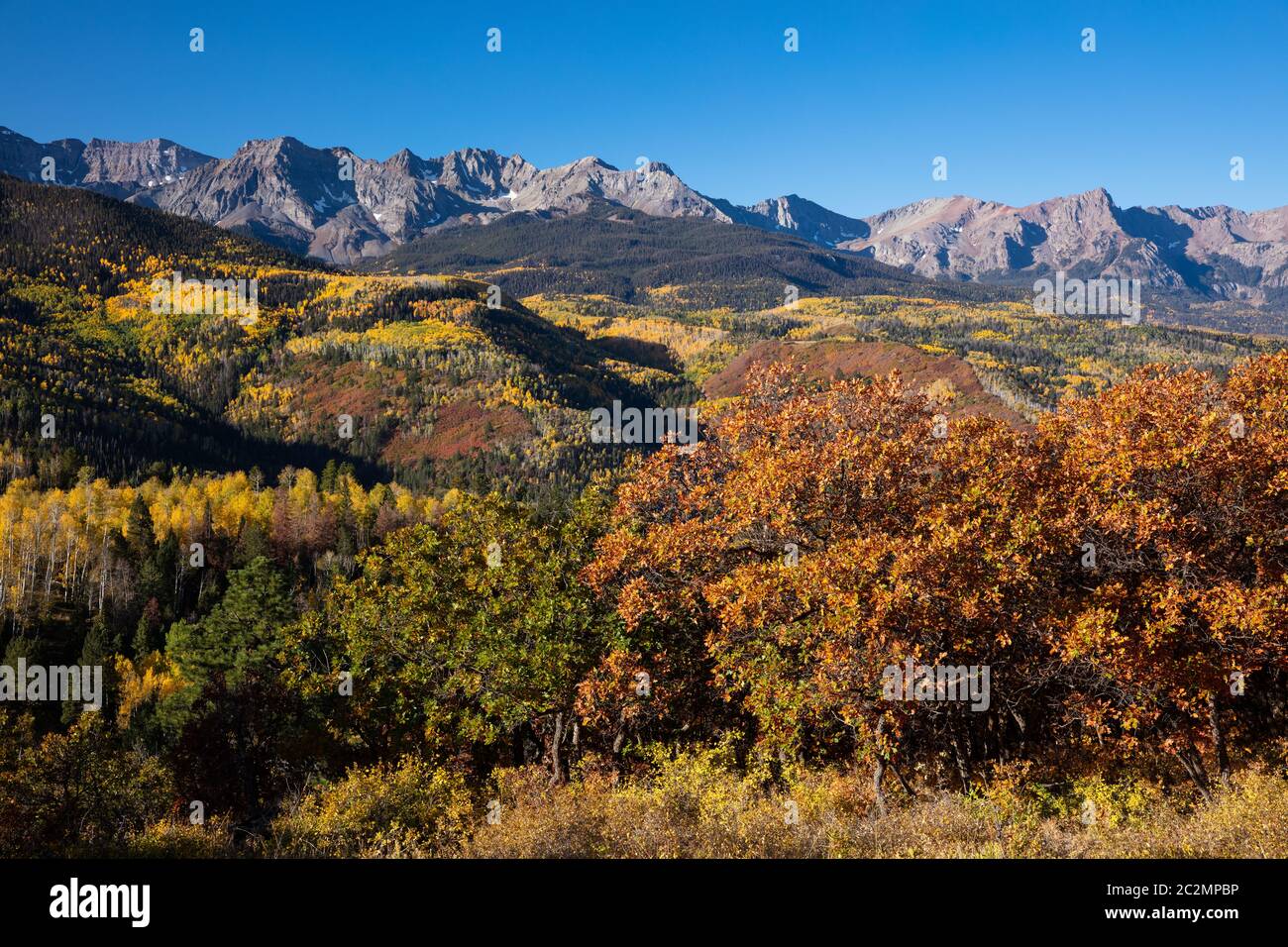 Feuillage d'automne, route du comté 5, Miller Mesa, chaîne des Sneffels, montagnes San Juan, Colorado Banque D'Images