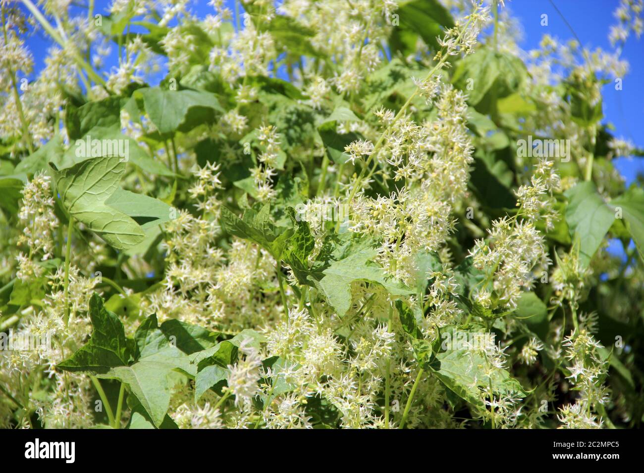 Épais épaississement d'échinocystis dans le jardin. Paroi des feuilles. Liana vert sauvage Banque D'Images