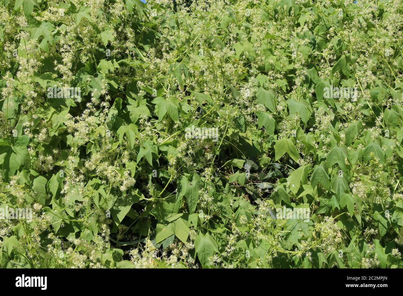 Épais épaississement d'échinocystis dans le jardin. Paroi des feuilles. Liana vert sauvage. Feuilles vertes d'échinocystis Banque D'Images