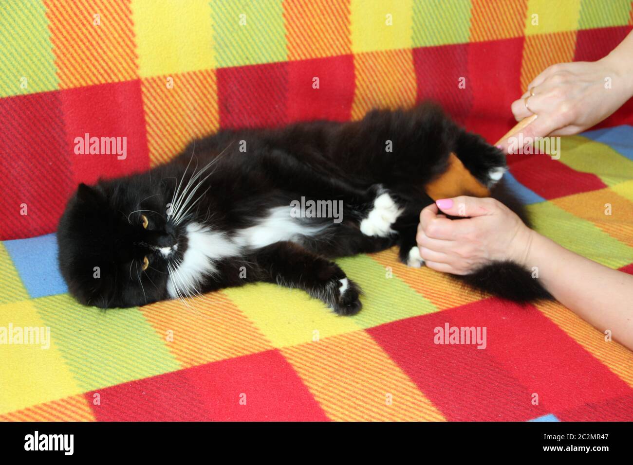 Mistress peignant chat noir. Entretien de la fourrure de chat. Femme peignant à la main par peigne noir et blanc peluche ca Banque D'Images