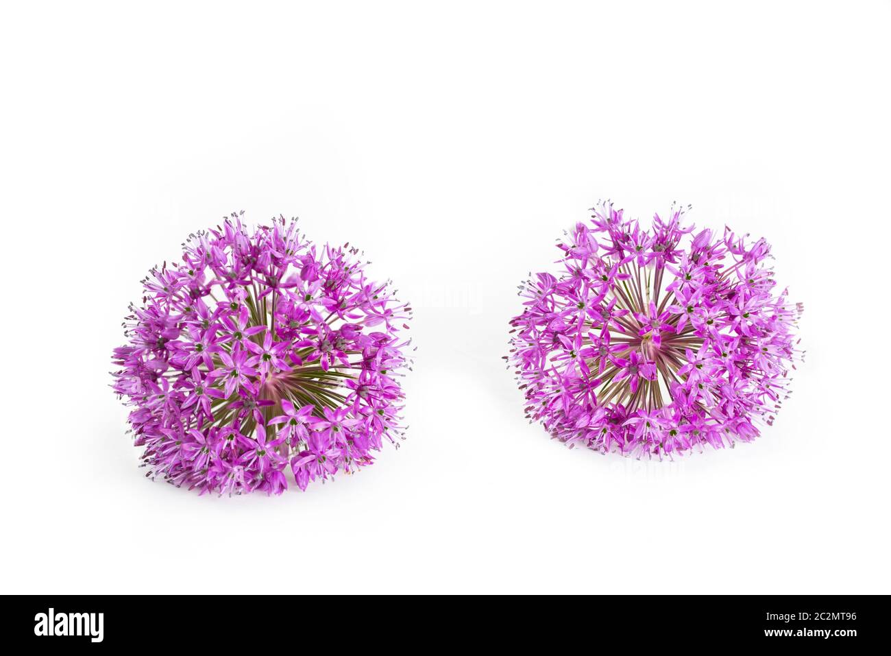 Deux fleurs allium isolées sur fond blanc Banque D'Images