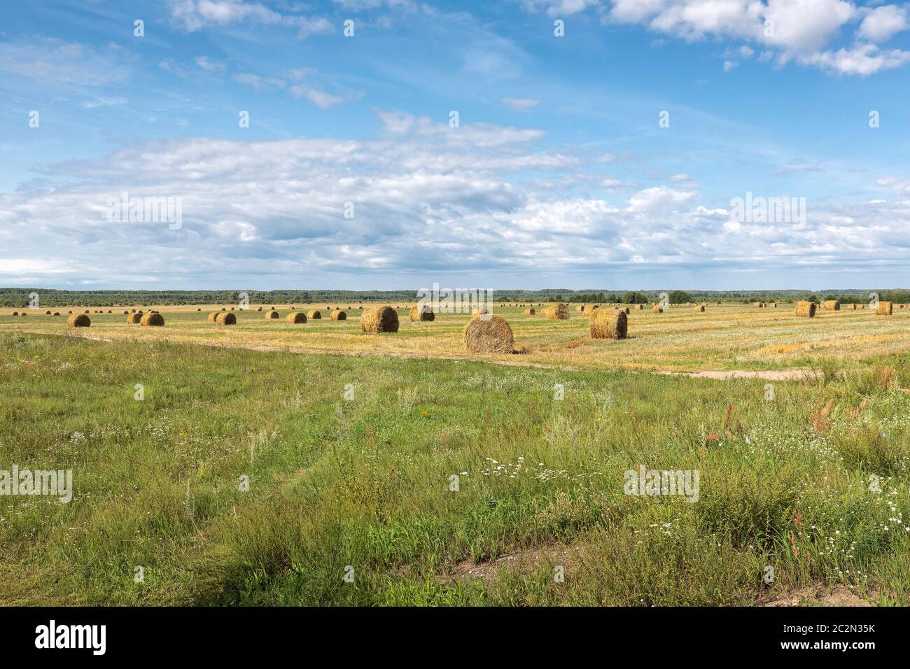 Paysage typique d'été en Biélorussie (blanc-Russie) en été avec balles de paille Banque D'Images