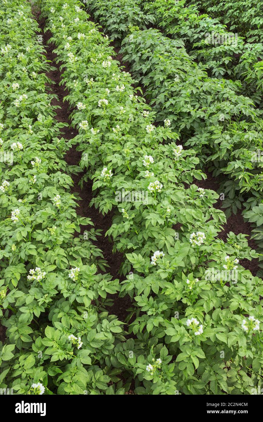 La floraison dans un petit champ de pommes de terre la saison estivale Banque D'Images