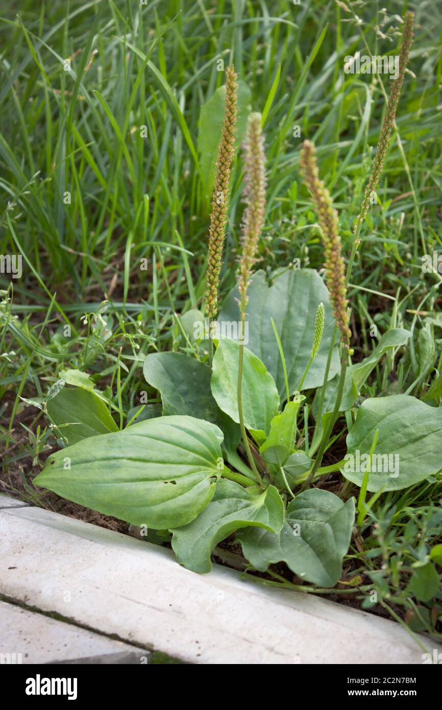 Plantain près du bord de la pierre Banque D'Images