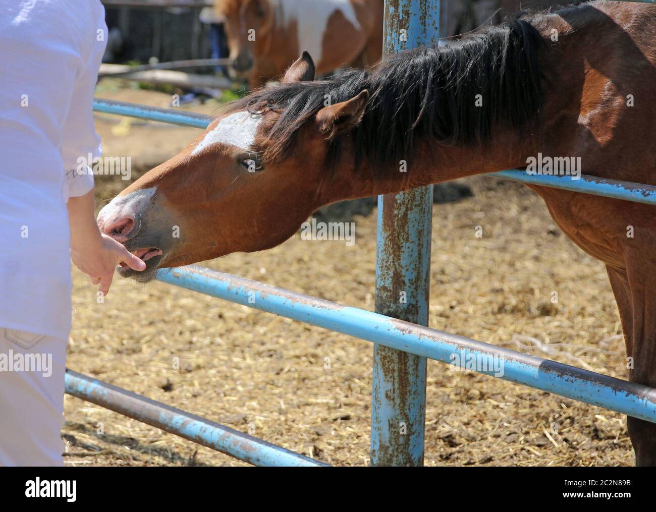 L'alimentation à la main femme cheval brun dans l'étable. Banque D'Images