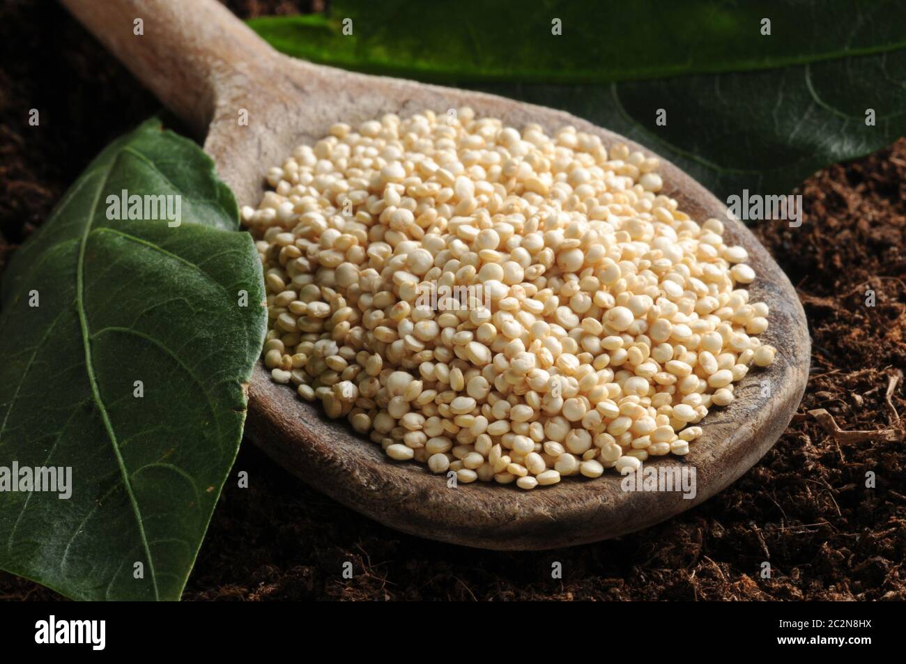 Gros plan des graines de quinoa dans la cuillère Banque D'Images