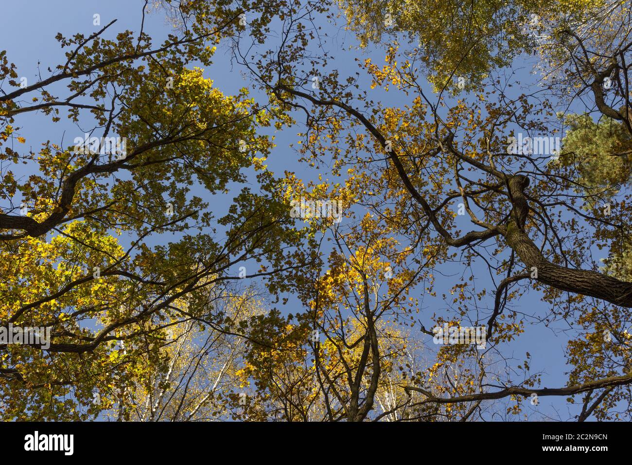 Grand Chêne automne contre le ciel bleu. Banque D'Images