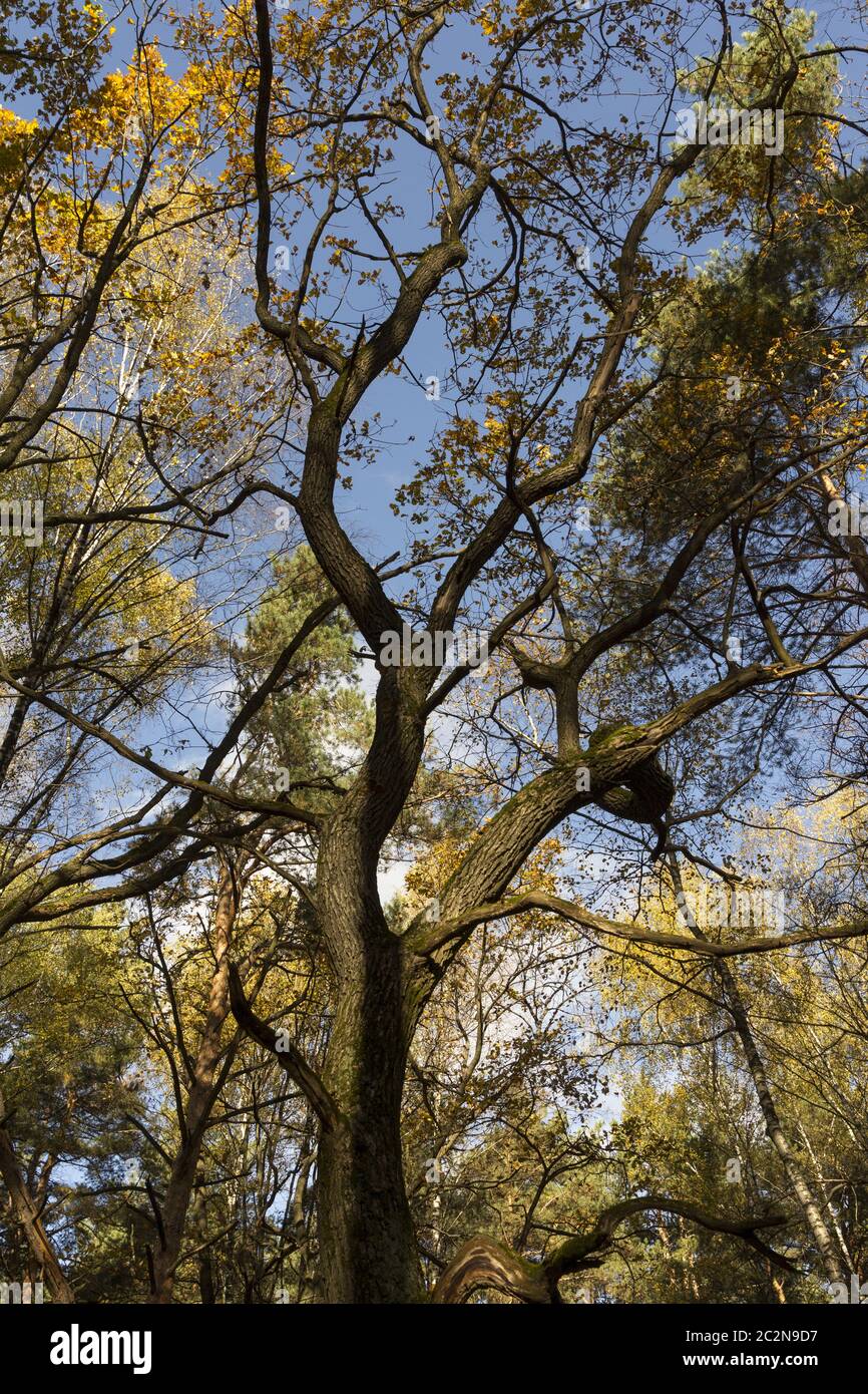 Grand Chêne automne contre le ciel bleu. Banque D'Images