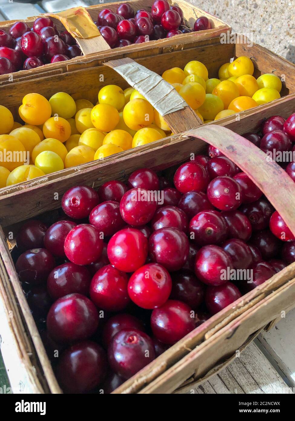 cerises acides fraîchement récoltées et une prune mirabelle en paniers Banque D'Images