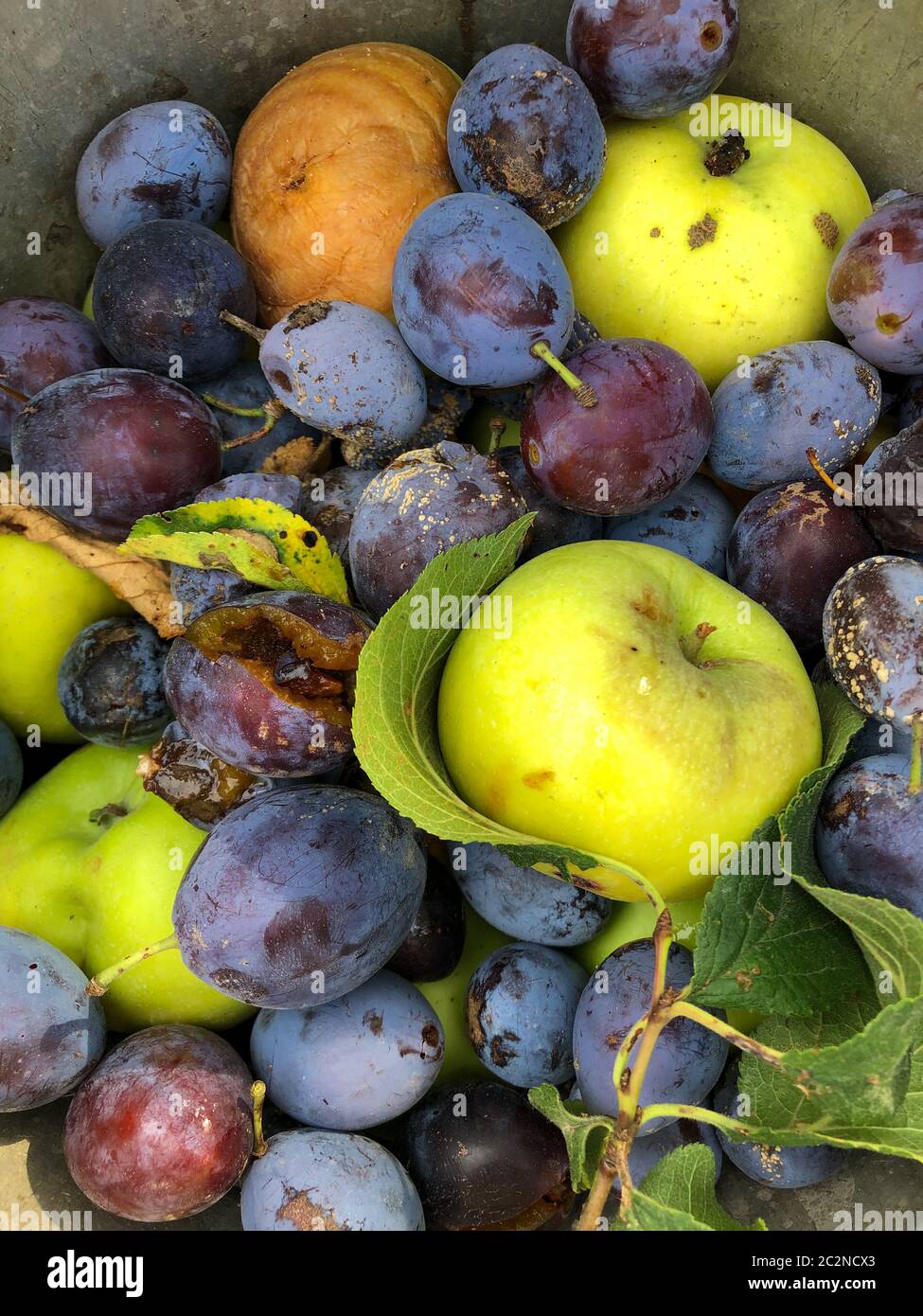 Les pommes et les prunes sont des déchets dans un seau dans le jardin Banque D'Images