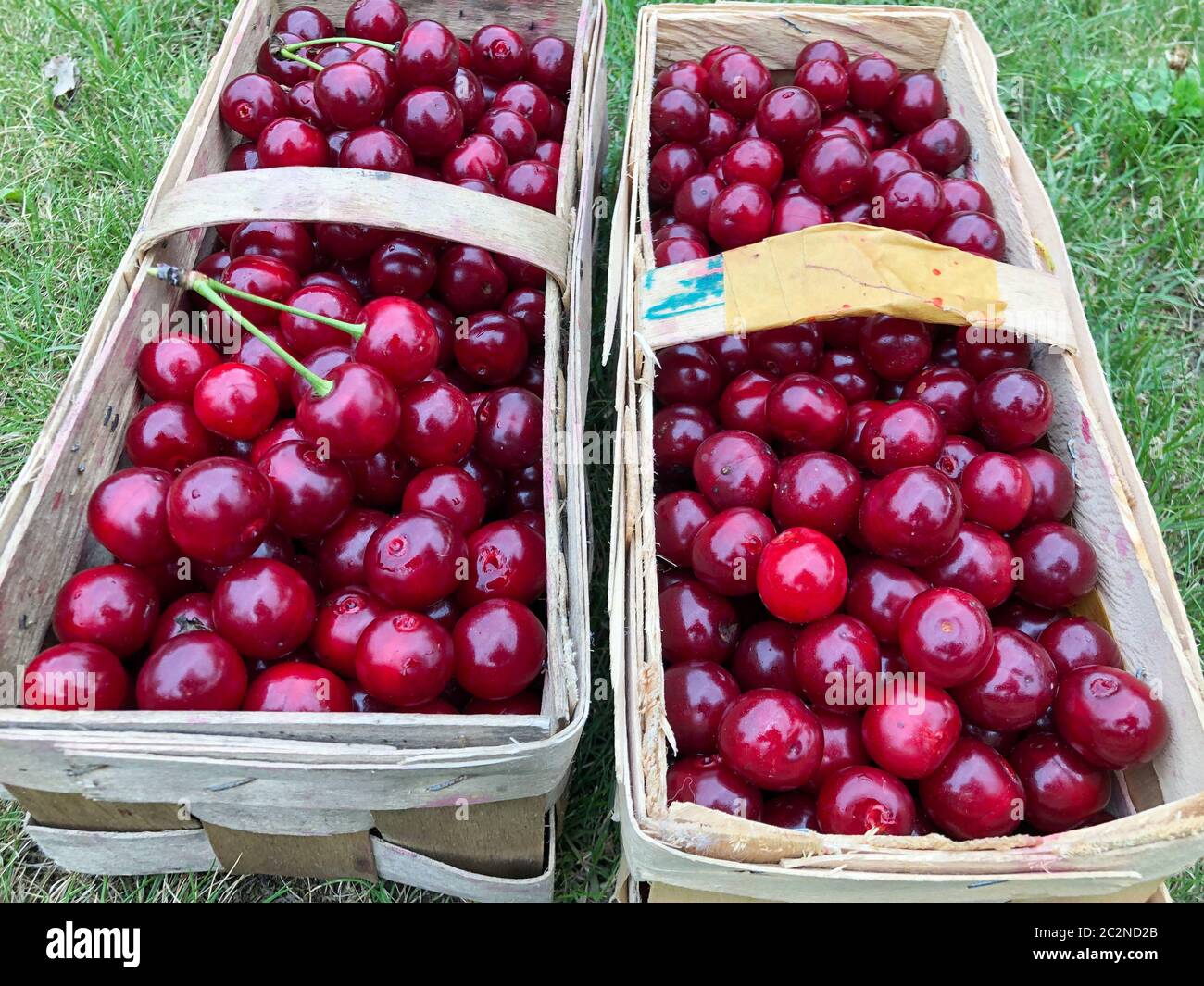 les cerises acides fraîchement récoltées dans les paniers sont sur la prairie Banque D'Images