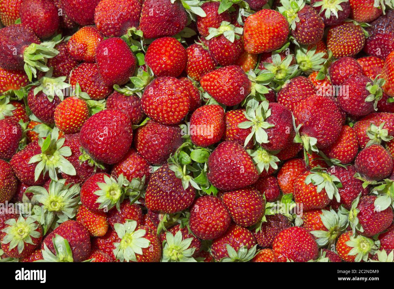 Arrière-plan de belles fraises juteuses et avec des feuilles vertes Banque D'Images