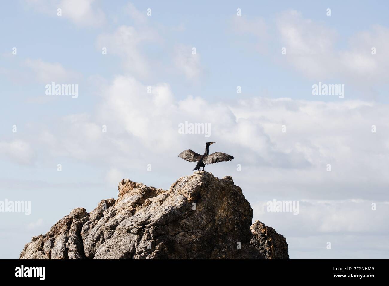 Un oiseau cormorant se bronzant sur un rocher à Walkerville Victoria, en Australie Banque D'Images