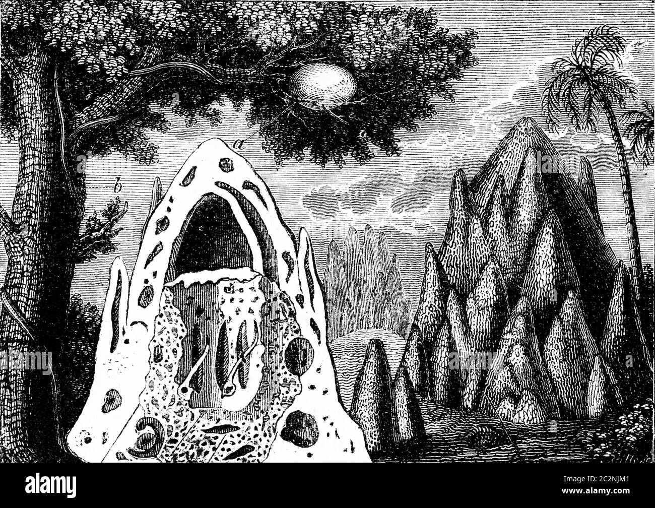 Nids de termites, illustration gravée vintage. Histoire naturelle des animaux, 1880. Banque D'Images