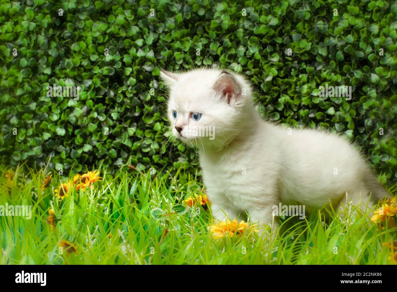 British Shorthair chaton aux yeux bleus sur l'herbe verte. Banque D'Images