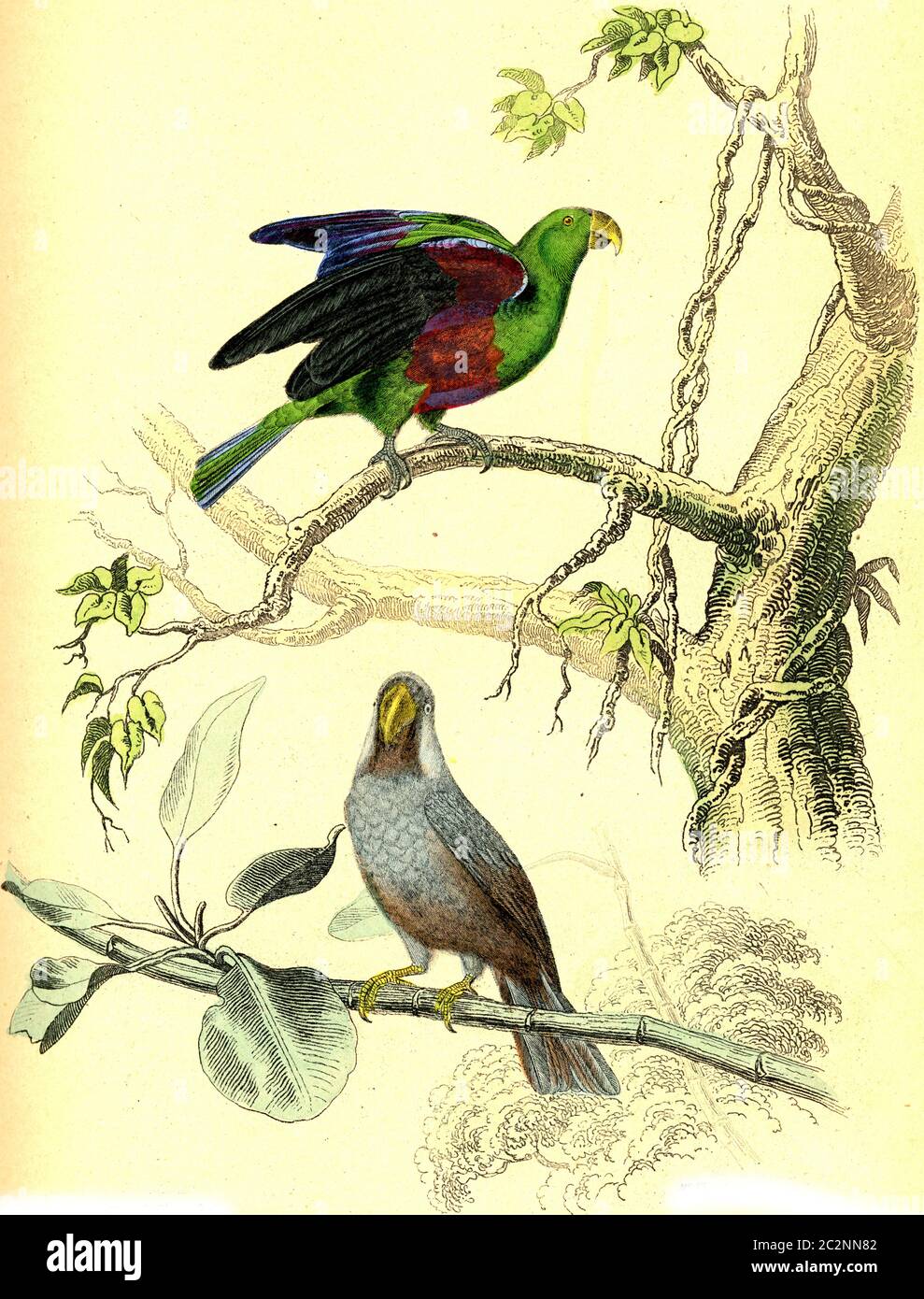 Le Parrot vert, le Mascarin, illustration gravée d'époque. De Buffon terminé. Banque D'Images