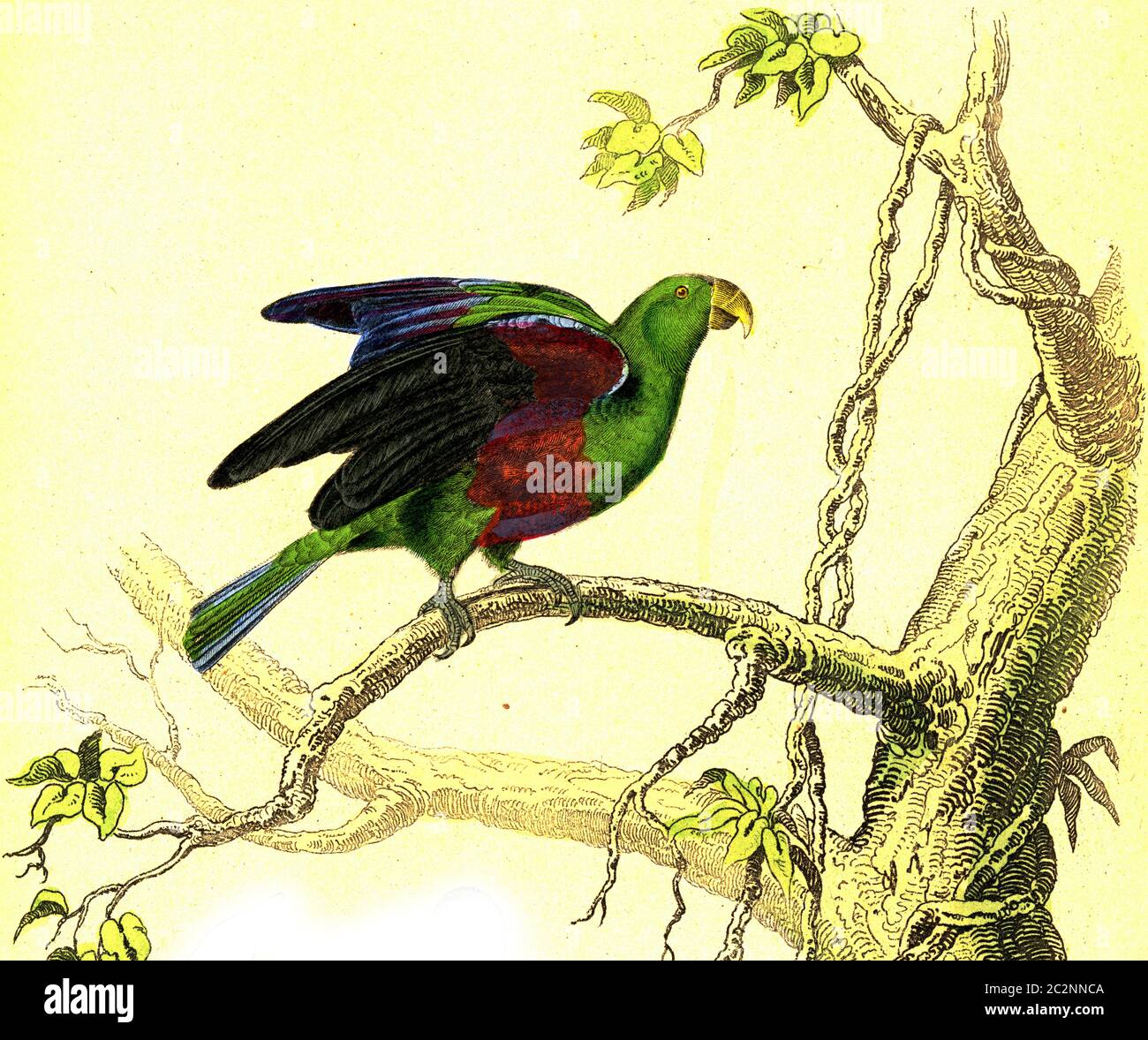 Le perroquet vert, illustration gravée vintage. De Buffon terminé. Banque D'Images