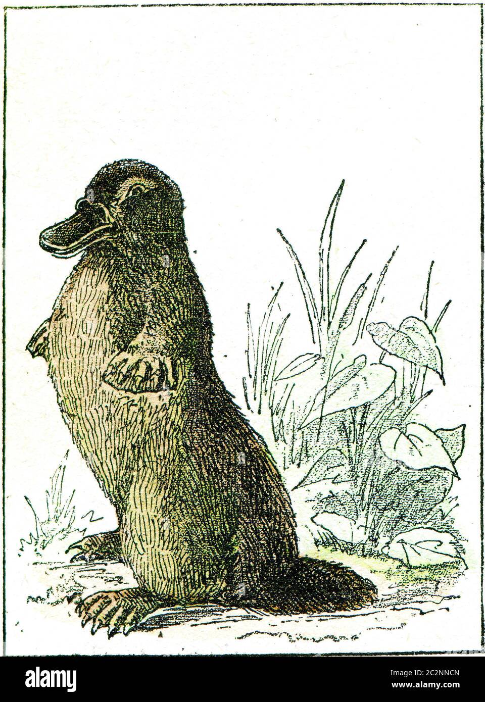 Illustration paradoxale ornithorynque, vintage gravée. De la création naturelle et des êtres vivants. Banque D'Images