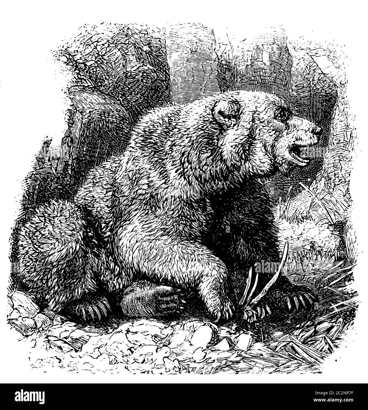 Ours grizzli / Ursus arctos horribilis / Grizzlybär (encyclopédie, 1889) Banque D'Images
