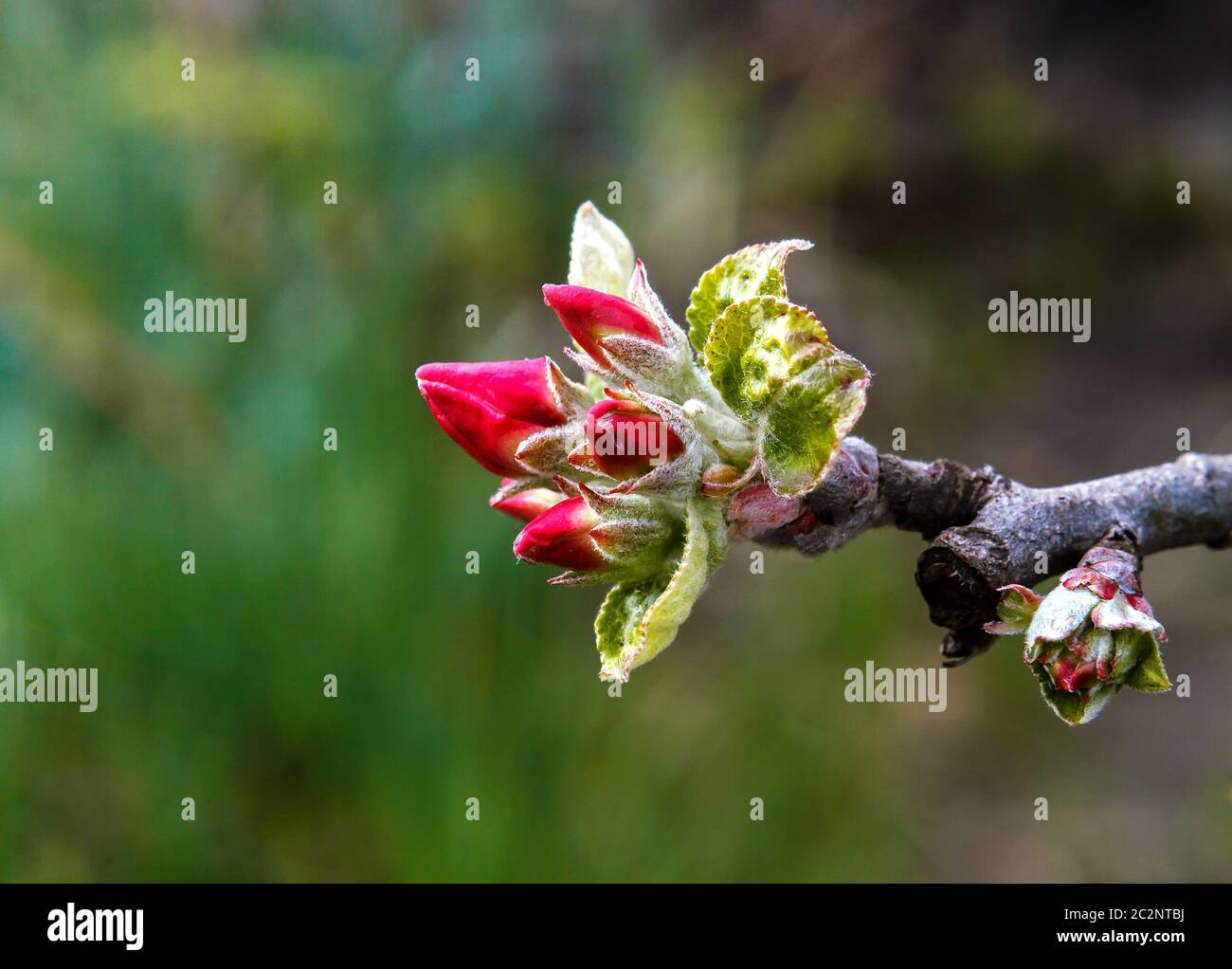 Bourgeons de fleurs de pomme Banque D'Images