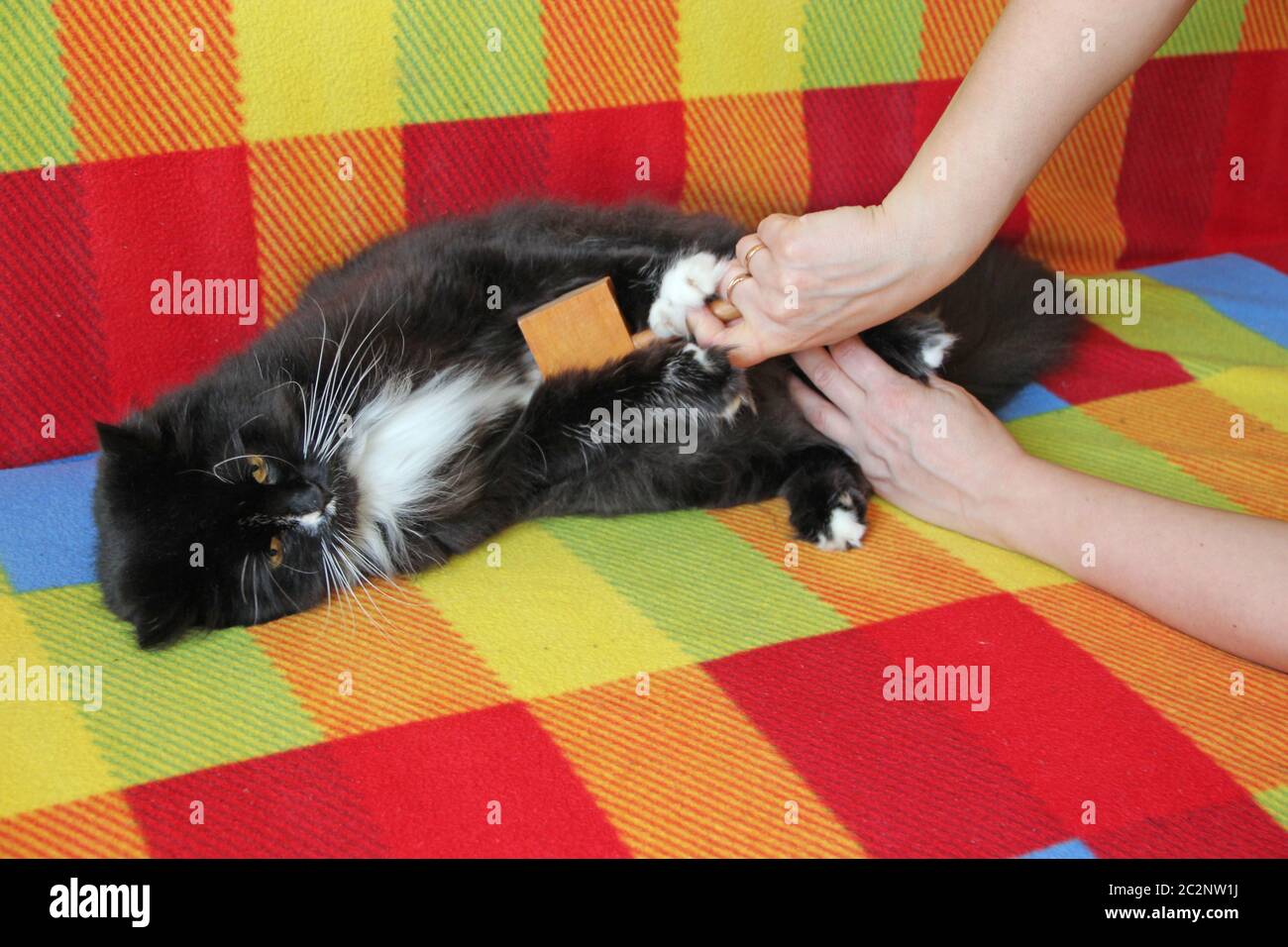Mistress peignant chat. Entretien de la fourrure de chat. Femme peignant à la main par peigne noir et blanc doux chat Banque D'Images