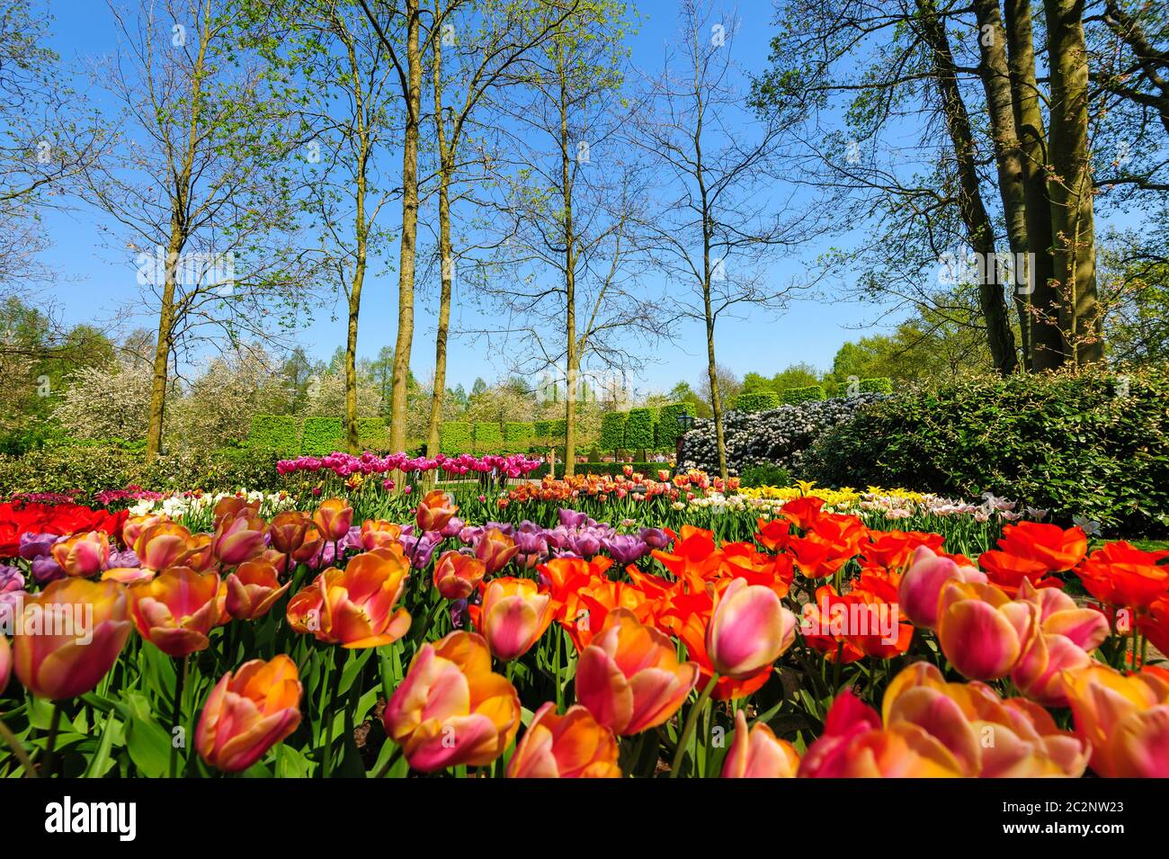 Fleurs de jardins de Keukenhof à Lisse, Pays Bas Banque D'Images