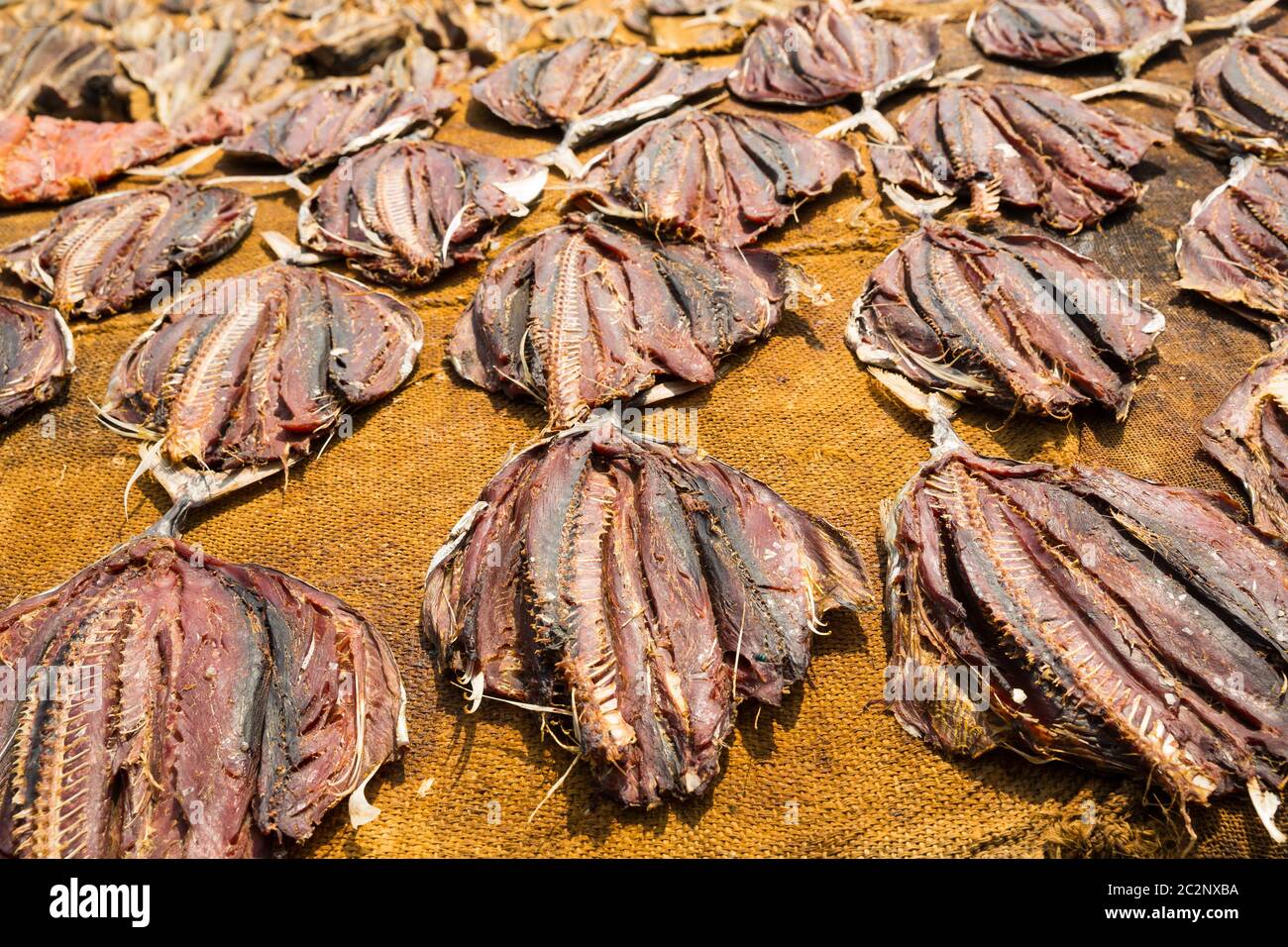 Le processus de séchage de thon sur la côte du Sri Lanka. Fruits de mer asiatiques traditionnelles. Préparation du poisson de Ceylan Banque D'Images