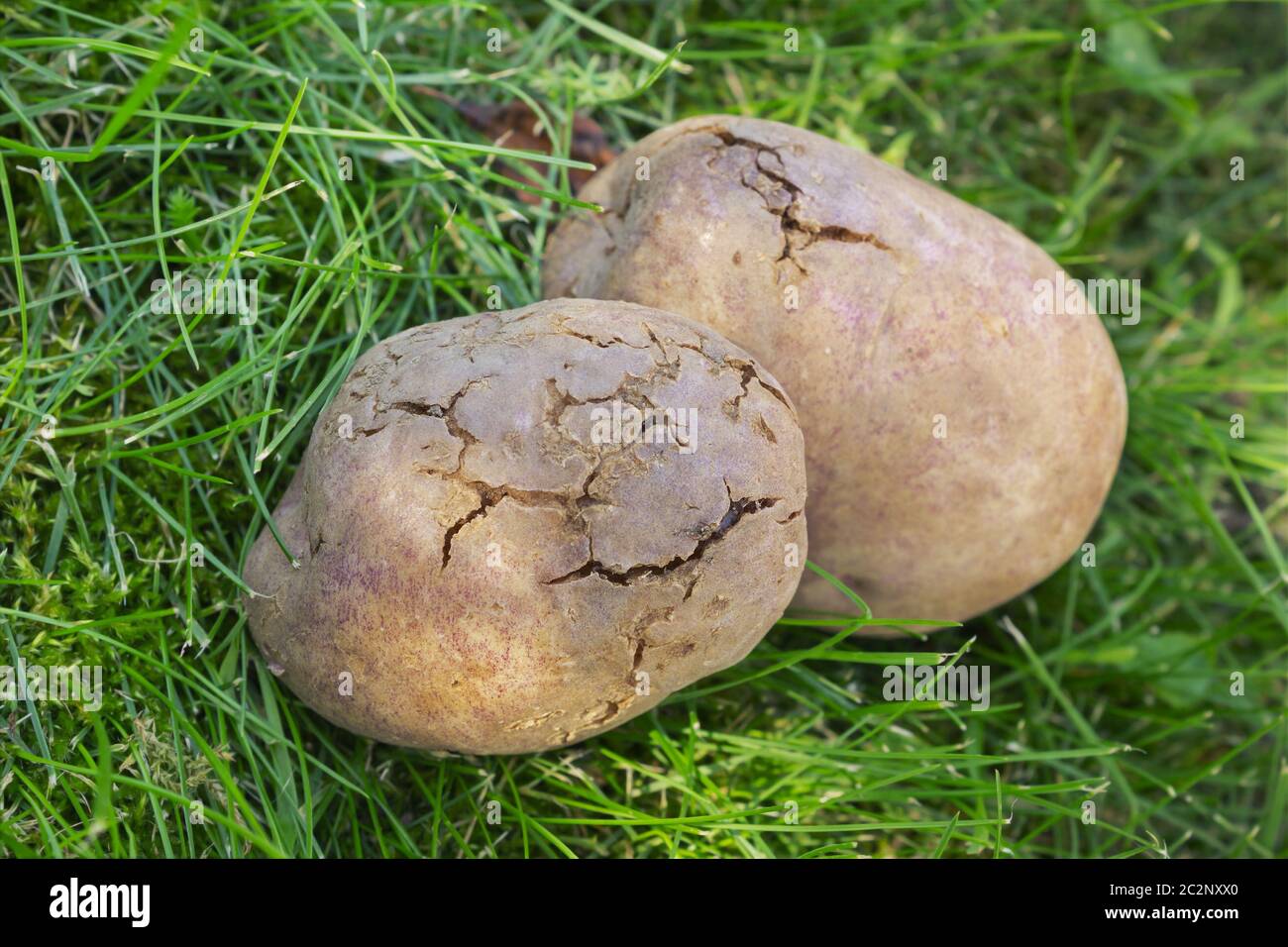 Les tubercules de pomme de terre infectés par la carie bactérienne se trouvent sur la pelouse Banque D'Images