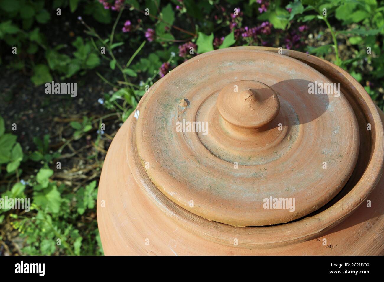 Terre cuite céramique rhubarbe, Rheum x hybridum, forçant pot avec couvercle légèrement ouvert et entouré de végétation. Banque D'Images