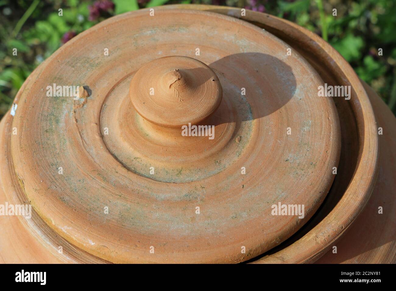 Terre cuite céramique rhubarbe, Rheum x hybridum, forçant pot avec couvercle légèrement ouvert et entouré de végétation. Banque D'Images