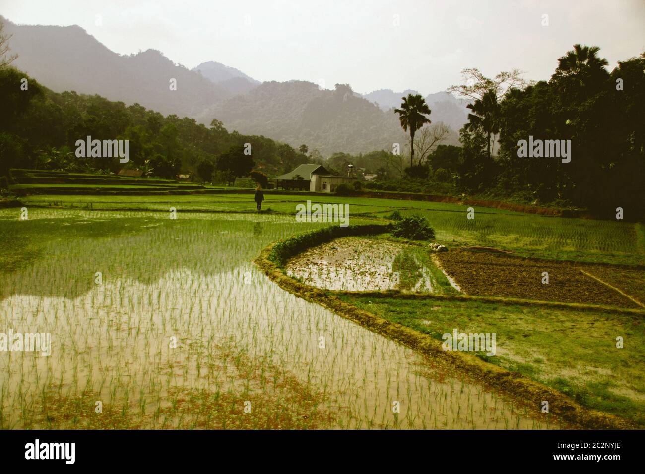 Paysage cinématographique d'un ricefield en terrasse à Ha giang, Vietnam Banque D'Images