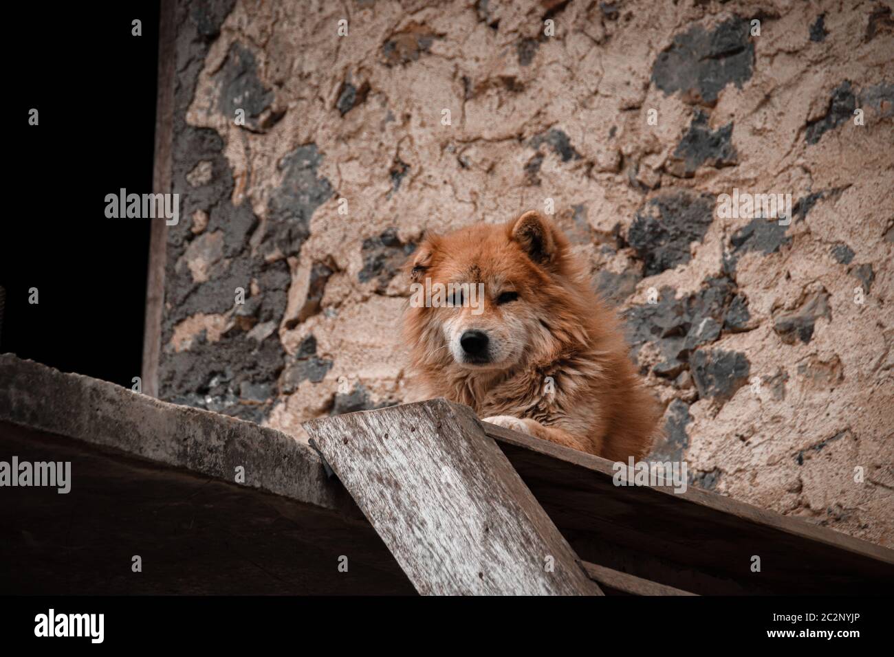 Un chien de Hmong ou un chien de queue de Hmong Dock, race indigène de chien au nord du Vietnam Banque D'Images