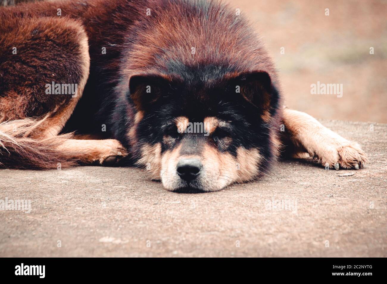 Un chien de Hmong ou un chien de queue de Hmong Dock, race indigène de chien au nord du Vietnam Banque D'Images