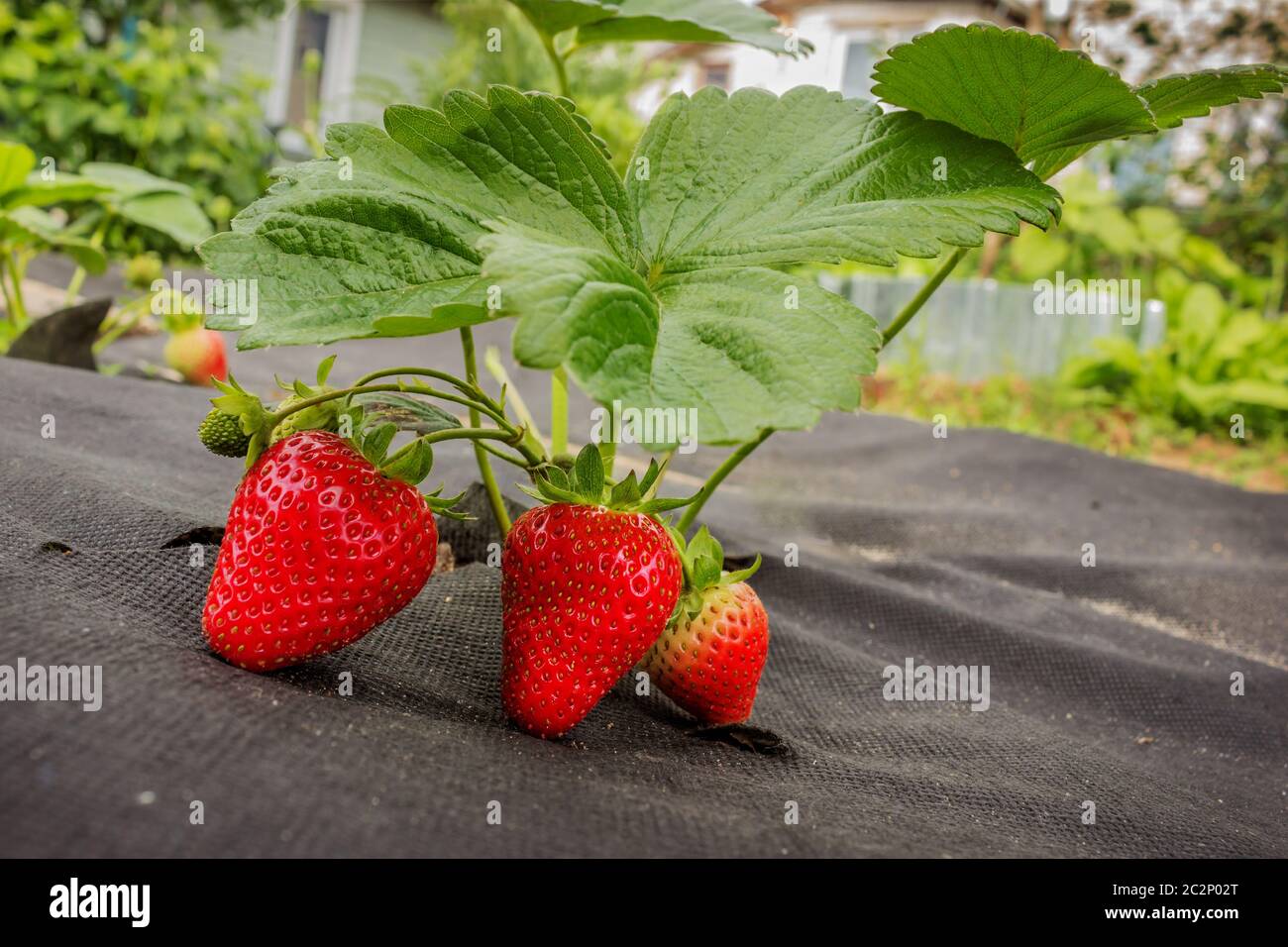 Fraise sur spunbond noir, juin Banque D'Images