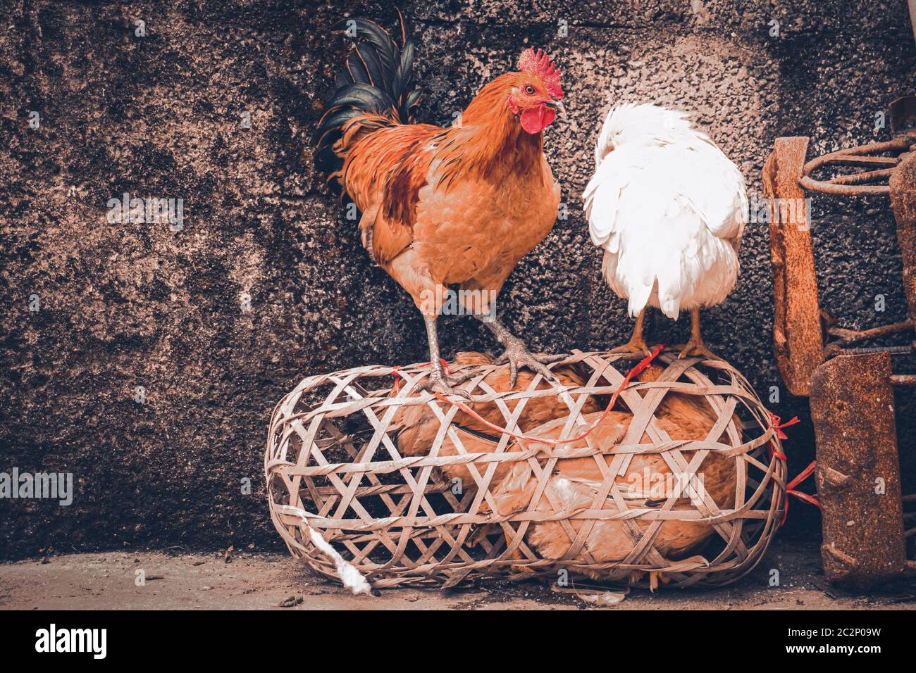 Itinérance libre des poulets indigènes à Ha giang, Vietnam qui montre la vie, les moyens d'existence et la culture du village Banque D'Images