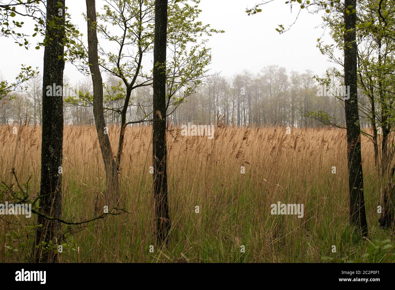 Paysage 001. Fischland Darss Zingst. Allemagne Banque D'Images