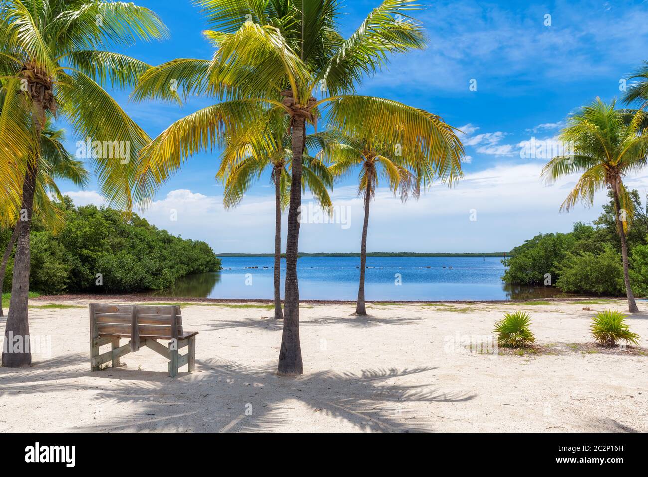 Palmiers sur une plage tropicale dans la région de Florida Keys. Banque D'Images