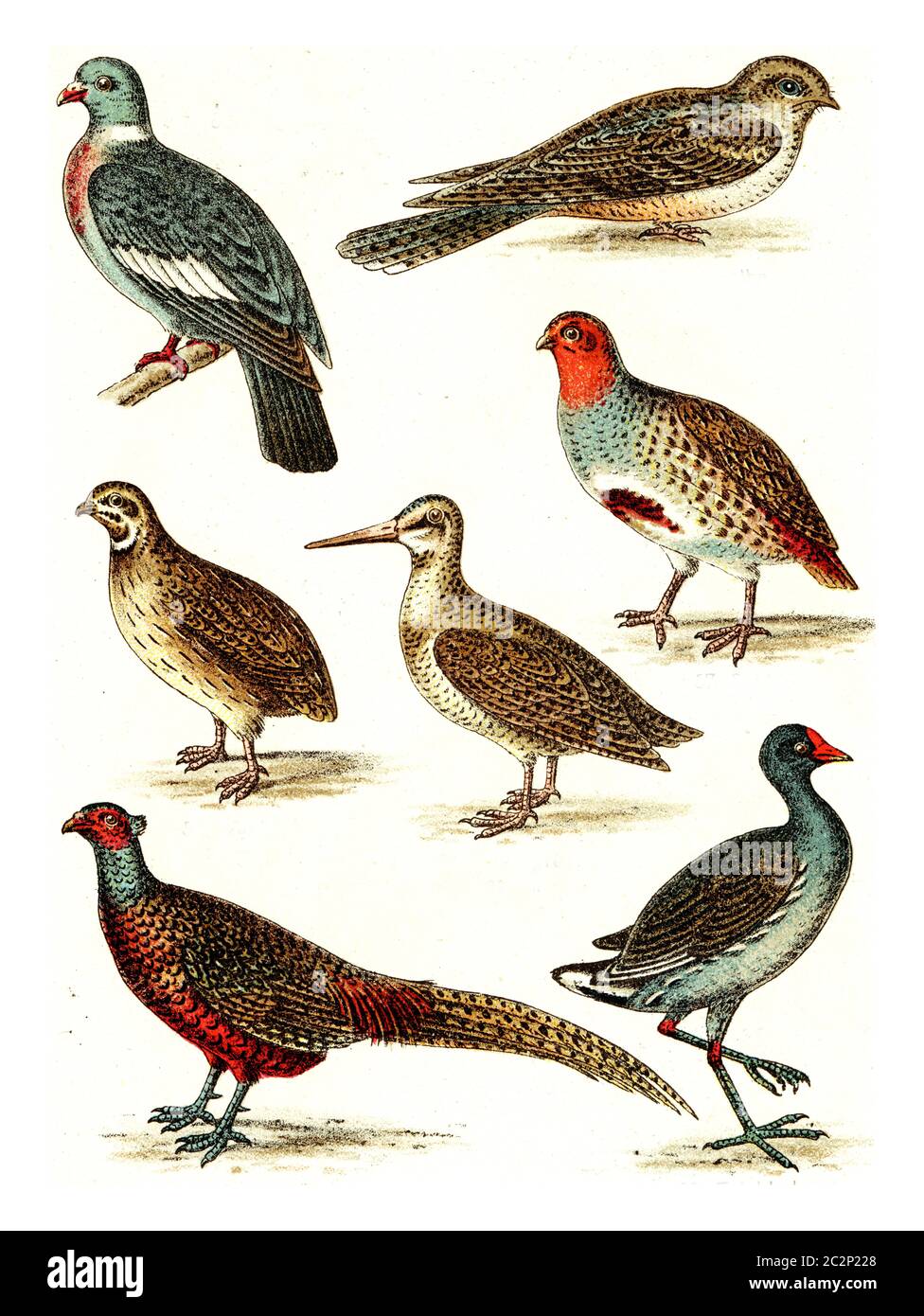 Pigeon en bois, Nighthawk, Partridge, Quail, Snipe, Pheasant, Moorhen, illustration gravée d'époque. De l'Atlas des oiseaux de Deutch d'Europe. Banque D'Images
