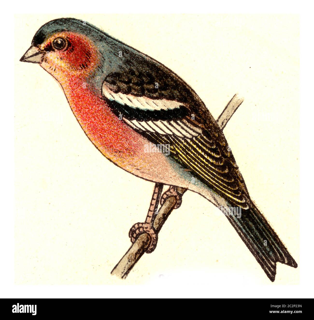 Chaffinch, illustration gravée d'époque. De l'Atlas des oiseaux de Deutch d'Europe. Banque D'Images