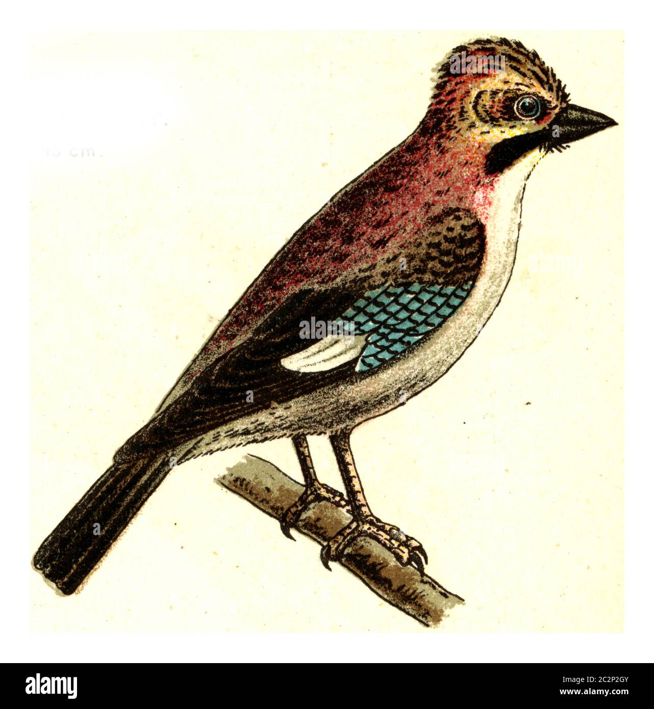 Jay, illustration gravée vintage. De l'Atlas des oiseaux de Deutch d'Europe. Banque D'Images