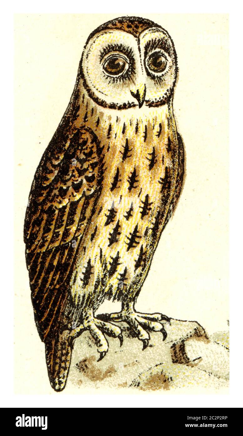 Hibou brun, illustration gravée vintage. De l'Atlas des oiseaux de Deutch d'Europe. Banque D'Images