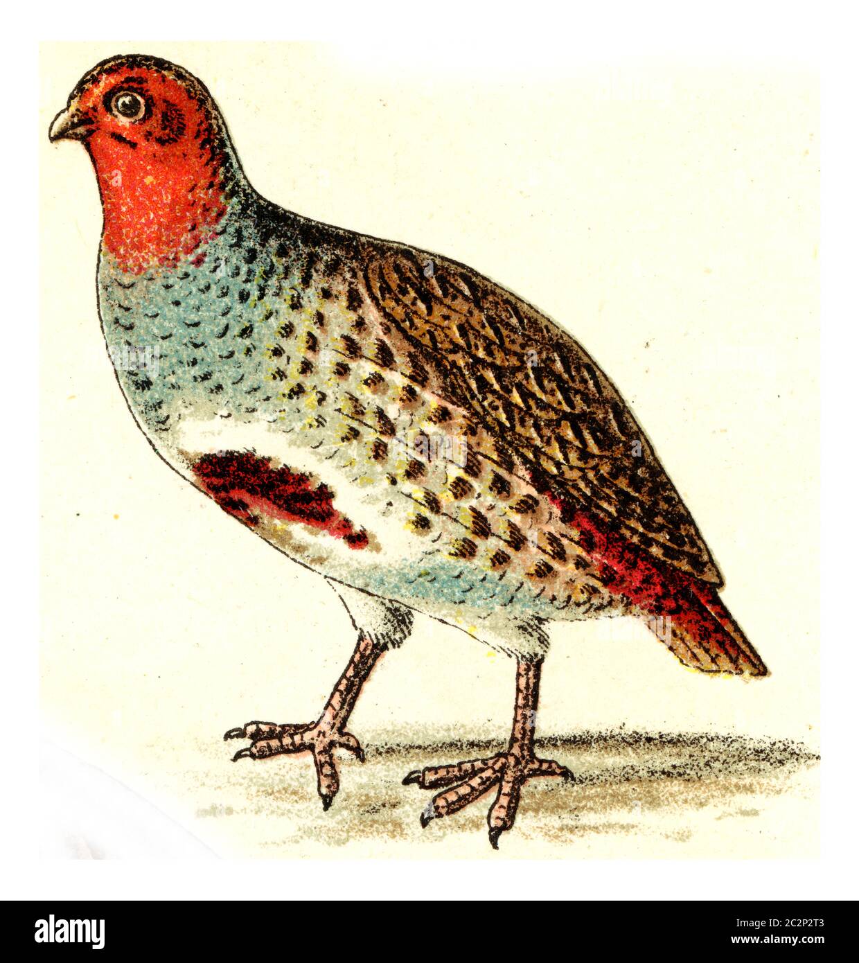 Partridge, illustration gravée vintage. De l'Atlas des oiseaux de Deutch d'Europe. Banque D'Images