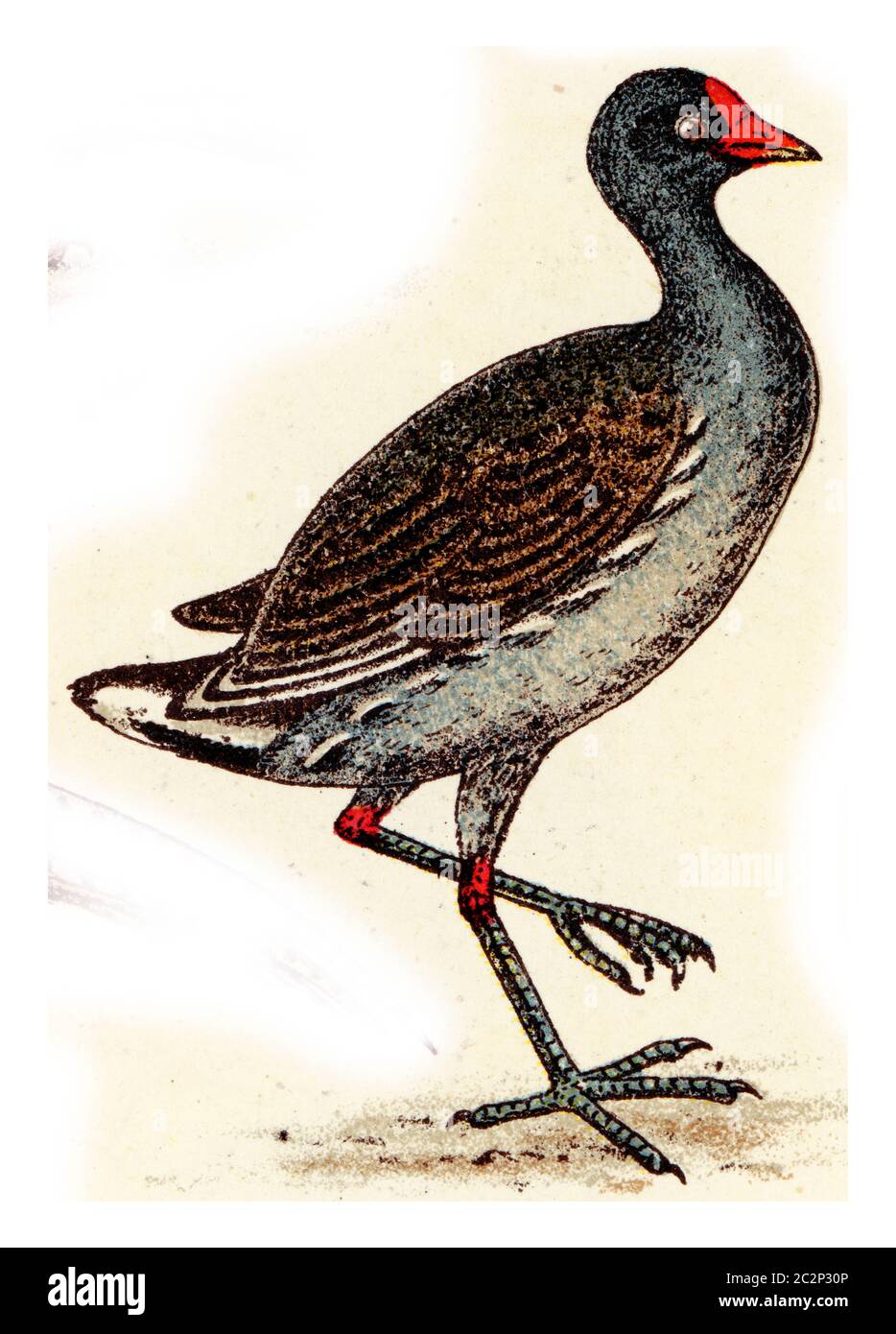 Moorhen, illustration gravée d'époque. De l'Atlas des oiseaux de Deutch d'Europe. Banque D'Images